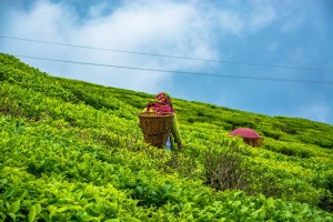 Buy Darjeeling Tea Online