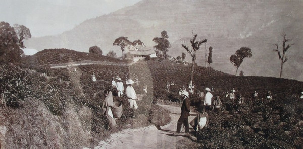 Darjeeling Tea garden 1900